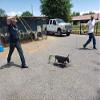 GOTCHA Jr. Roping Dummy, Team Roping and Rodeo Practice (Blue) view 2