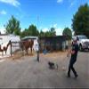 GOTCHA Jr. Roping Dummy, Team Roping and Rodeo Practice (Blue) view 3