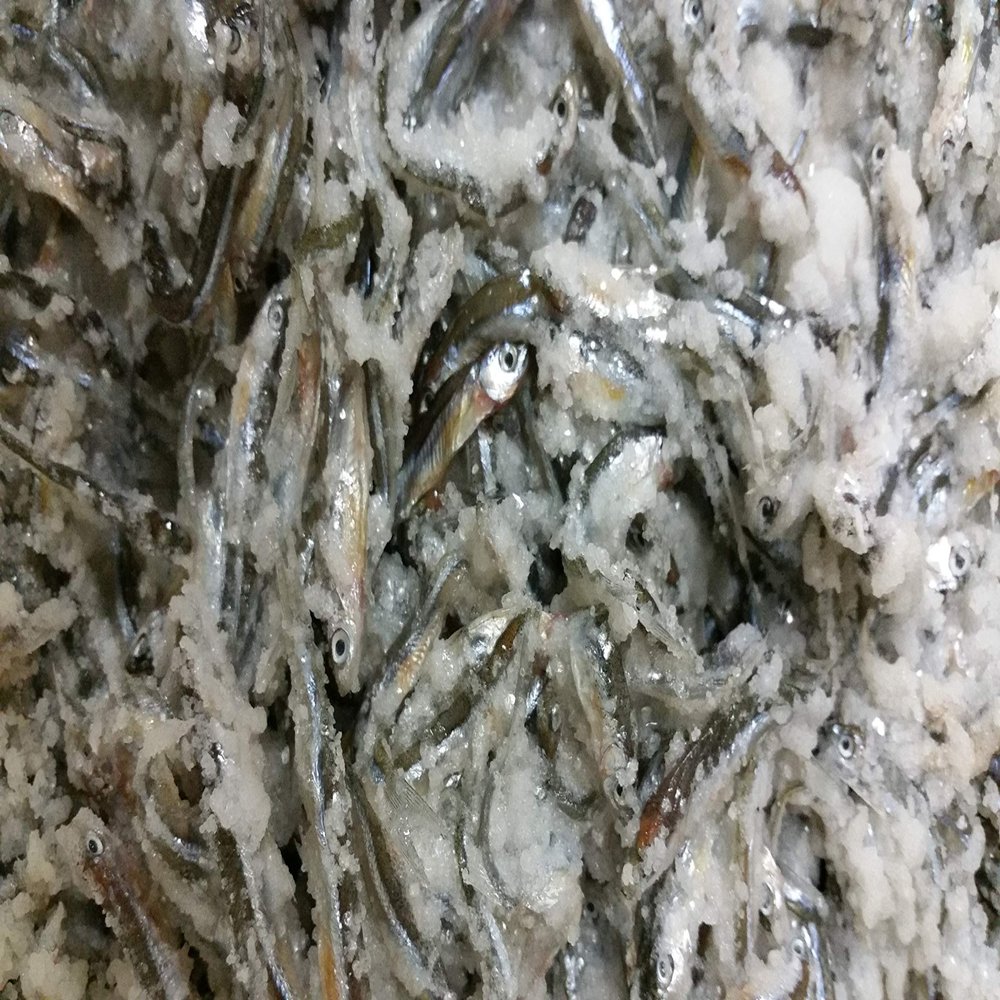 BESTBAIT Large Preserved Salted Emerald Shiners 2 lb. Bag