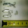 BESTBAIT Large Preserved Salted Emerald Shiners 2 lb. Bag view 2