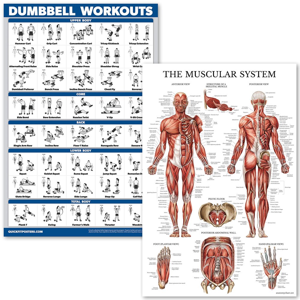 QUICKFIT Dumbell Workouts and Muscular System Anatomy Poster Set - Laminated 2 Chart Set - Dumbbell Exercise Routine & Muscle Anatomy Diagram (Laminated, 18" x 24")
