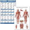 QUICKFIT Dumbell Workouts and Muscular System Anatomy Poster Set - Laminated 2 Chart Set - Dumbbell Exercise Routine & Muscle Anatomy Diagram (Laminated, 18" x 24") view 1