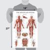 QUICKFIT Dumbell Workouts and Muscular System Anatomy Poster Set - Laminated 2 Chart Set - Dumbbell Exercise Routine & Muscle Anatomy Diagram (Laminated, 18" x 24") view 3