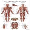 QUICKFIT Dumbell Workouts and Muscular System Anatomy Poster Set - Laminated 2 Chart Set - Dumbbell Exercise Routine & Muscle Anatomy Diagram (Laminated, 18" x 24") view 4