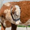 Derby Originals New and Improved Premium Flat Fancy Stitch Leather Cattle Show Halter with Matching Chain Lead view 3