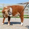 Derby Originals New and Improved Premium Flat Fancy Stitch Leather Cattle Show Halter with Matching Chain Lead view 4