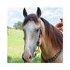 Circle Y Infinity Wrap Bead Browband Headstall for Horse, Sunset view 3