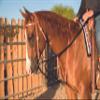 PROFESSIONAL'S CHOICE Ad Draw Rope Martingale, Black, 0 (AD8062HL) view 1