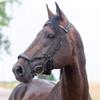 HORZE Stewart Anatomical Bridle - Dark Brown - Pony view 3