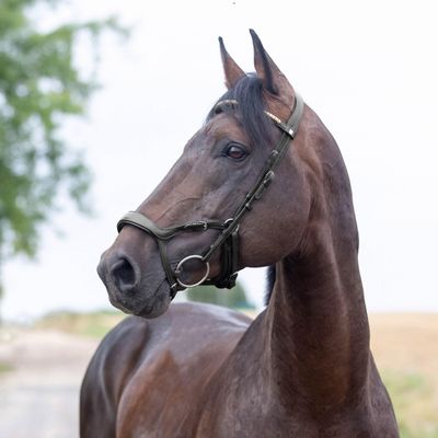 HORZE Stewart Anatomical Bridle - Black - Cob
