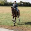 HORZE Stewart Anatomical Bridle - Black - Cob view 4
