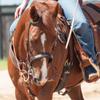 Martin Saddlery Rawhide Laced Chocolate Single Ear Headstall Chocolate view 2