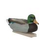Avery GHG Essential Mallard Duck Decpus - 12 Pack view 4