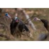Power Calls Cluck/Purr | Ultra Realistic Turkey Diaphragm Call for Hunting | Great Soft Volume Call for Clucks, Purrs, Bubble Clucks & a Variety of Hen and Tom Sounds view 4