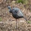The Grind Hen Decoys, Durable and Lifelike Hen Turkey Decoy, Available in Multiple Postures, Relaxed Feeding Hen with 2-Piece Motion Stake view 2