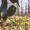The Grind Hen Decoys, Durable and Lifelike Hen Turkey Decoy, Available in Multiple Postures, Bugging Hen view 4