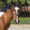Exion Jumping Horse Bridle | Anatomical Figure 8 Bridle with Fancy Stitching & Padded Grackle Noseband | Rubber Grip Reins & Brass Buckles | English Tack for Equestrian Show & Training view 2