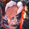 WILDGAME Innovations Sugar Beet Crushed Canadian 5lb Deer Attractant | Effective Ultra-Concentrated Nutrient-Filled Deer Feed with Real Sugar Beets view 4