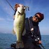 Megabass UOZE Swimmer Lure, 1/2 oz, Ayu view 4