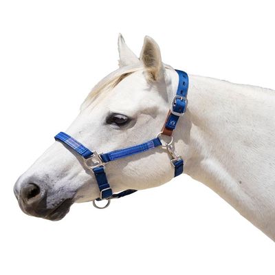Kensington Premium Breakaway Halter with Padded Nose  Added Breakaway Safety Measures  Snap at Throat for Identical Fit Each Time Size: X-Large - Color: Navy w/Kentucky Blue