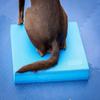Balance Pad - FitPaws view 4