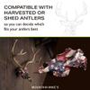 Skull Master by Illusion | Color | European Mount | Antler Mounting Kit | Euro Mount | 3D Modeled Replica Deer Skull | Taxidermy | Compatible with Harvested and Shed Antlers | Universal Sizing view 2