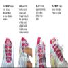 AMAZING VIDA BOLTLACES Elastic No Tie Shoelaces view 4