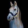 Back on Track Werano Halter view 3