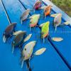 Nishine Lure Works Chipppower RB Blade #2 Ghost Shad view 3
