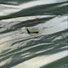 Snugpak | All Weather Shelter G2 | Tarp Shelter | Lightweight | 2000mm 100% Waterproof Outer (Olive) view 4