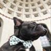 APMRUMGO US Pronto Petwear Ohio State | Buckeyes Football Stripe Pet Collar with Removable Bow M view 3