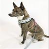 Pronto Petwear Ohio State | Buckeyes Football Stripe Reversible Pet Harness XL view 3