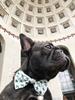 APMRUMGO US Pronto Petwear Ohio State | Buckeyes Football Stripe Pet Collar with Removable Bow L view 3