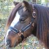 Derby Originals Desert Rose Collection Rose Gold Reflective Safety Stable Horse Halters with Matching Lead Ropes view 3