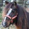 Derby Originals Desert Rose Collection Blackout Reflective Safety Stable Horse Halters with Matching Lead Ropes view 4