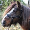 Derby Originals Desert Rose Collection Blackout Reflective Safety Stable Horse Halters with Matching Lead Ropes view 4