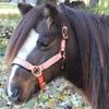 Derby Originals Desert Rose Collection Rose Gold Reflective Safety Stable Horse Halters with Matching Lead Ropes view 3