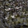 LIYFF-Tarps Camo Netting - Woodland Army Mesh, Camouflage Net Oxford Fabric UV Resistant Shade Blinds for Camping Shooting Hunting, Military Themed Party Decoration view 4