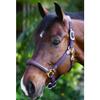 Ovation Equestrian Padded Leather Crownpiece Ergonomic Comfortable Adjustable Chin Luxor Cushion-Flex Halter, Navy, Horse view 2