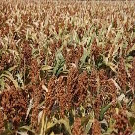 Milo Seed 1 Lb. Sorghum Sedan Waterfowl Ducks Geese Dove Food Plot Seed