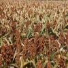 Milo Seed 1 Lb. Sorghum Sedan Waterfowl Ducks Geese Dove Food Plot Seed view 1