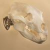 Skull Hooker Mini Hooker Skull Hanger - Perfect Kit for Hanging and Mounting Taxidermy Bear, Small Deer, Pronghorn, and Other Smaller Skulls for Display, Robust Brown view 2