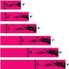White Water Archery Laminated Pink Blood Trail & Skull 1 Arrow Wraps 15 Pc Choose Length Width (5.75) view 2