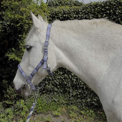 Rhinegold Unisex's Carnival Headcollar & Rope, Blue Check, Extra Full
