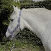 Rhinegold Unisex's Carnival Headcollar & Rope, Blue Check, Extra Full view 1