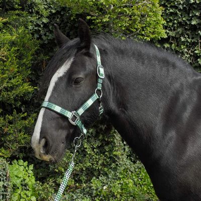 Rhinegold Unisex's Carnival Headcollar & Rope, Green Check, Extra Full
