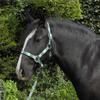 Rhinegold Unisex's Carnival Headcollar & Rope, Green Check, Extra Full view 1