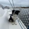 Boat or Railing Safety Netting for Lifeline, Bannister, Bunk Beds, Etc. | Keep Kids and Pets Safe (10') view 2