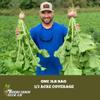 Boonetown Seed Company - Boneyard Brassica Deer Food Plot Seeds, 3 LB Bag 1/3 Acre Coverage, Food Plot Seed Mix of Daikon Radish, Purple Top and Barkant Turnip, Pasja Forage Hybrid, Rape view 3