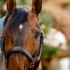 Rambo Micklem Leather Halter Standard Brown view 2